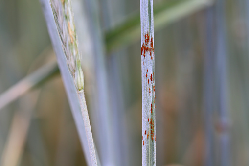 Black stem rust (Puccinia graminis) on stalks of rye (Secale cereale). Fungal disease of cereals.