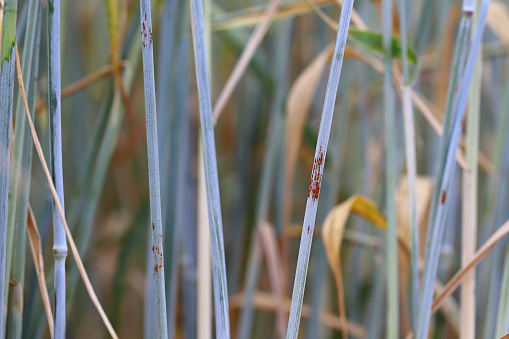 Black stem rust (Puccinia graminis) on stalks of rye (Secale cereale). Fungal disease of cereals.