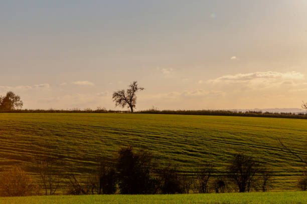 Ten trees in a row and a agricultural field.
