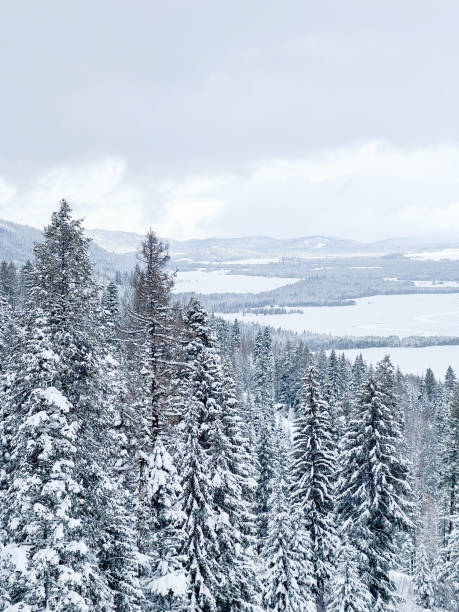 low mountains covered with forest, tree trunks in winter forest, winter plant life, winter forest of Norway, cloudy low sky, snow-capped mountains