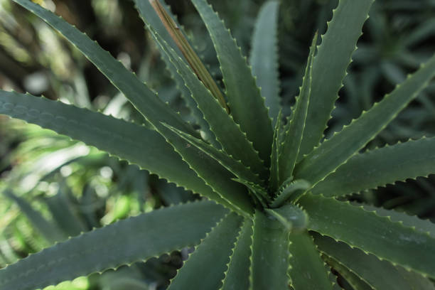 Aloe speciosa aka tilt-head aloe succulent leaves with red edges, natural macro floral background