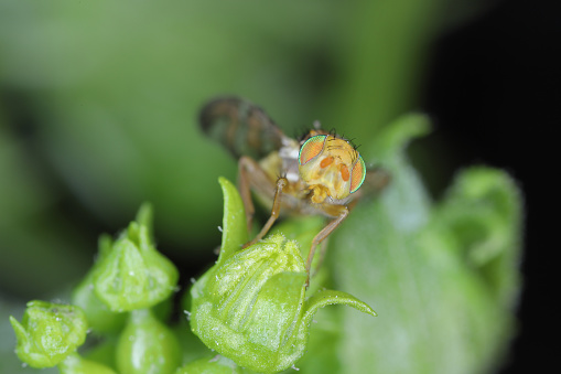 Goniglossum wiedemanni is a species of tephritid or fruit flies in the family fruit flies (Tephritidae). Larvae lives in red bryony (Bryonia dioica) fruits.