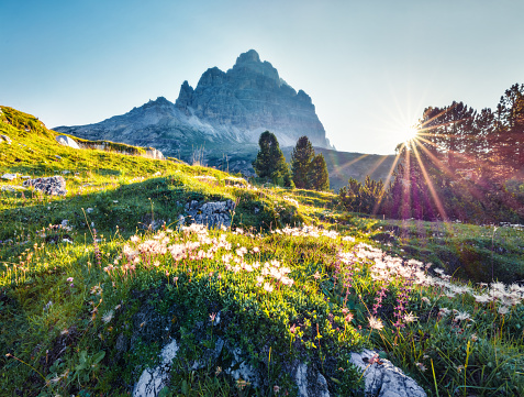 Young man relaxing on alpine meadow in Dolomites Alp mountains Seiser Alm or Alpe di Siusi at sunrise. Trentino Alto Adige or South Tyrol, Italy. Focus on the guy on foreground