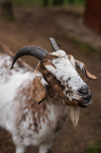 White and brown goat