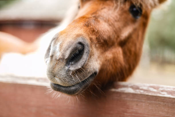 istock A brown horse close up 2053350766