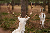 White fallow deers