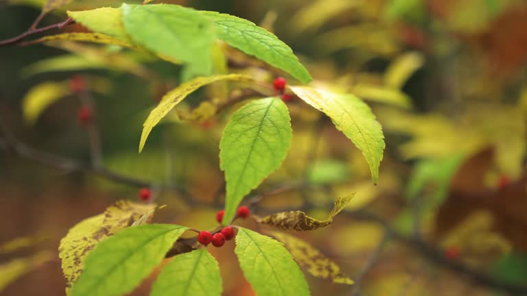 Ilex serrata, known as Japanese deciduous holly, is a shrub native to China