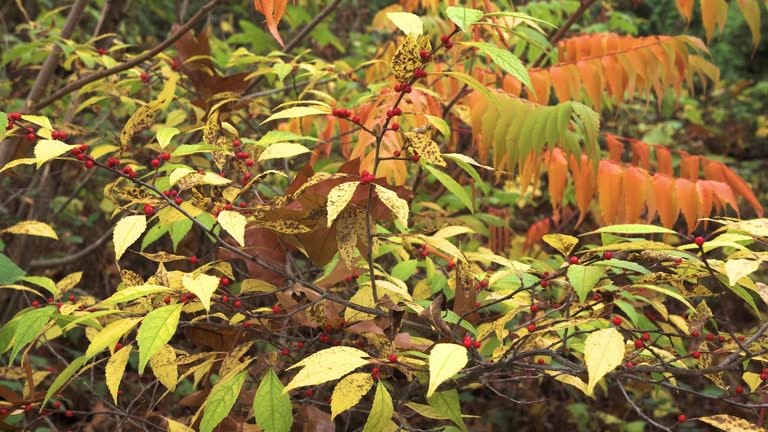 Ilex serrata, known as Japanese deciduous holly, is a shrub native to China