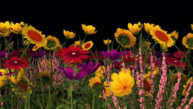 Colorful flowers isolated with transparent background