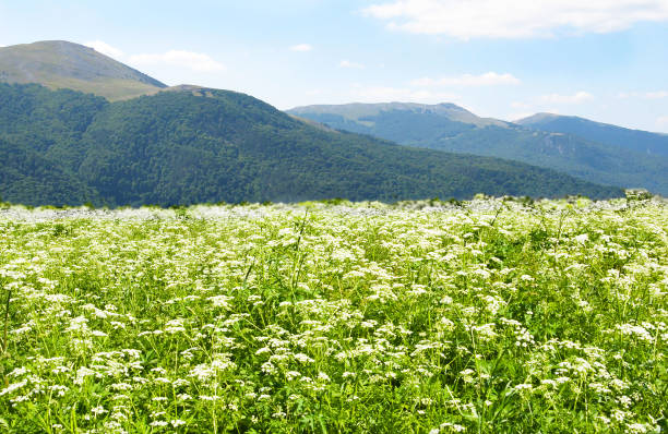 istock Hills and white meadow in blossom 2053373272