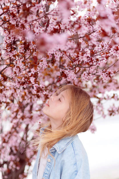 young traveler looking cherry blossoms or sakura flower blooming