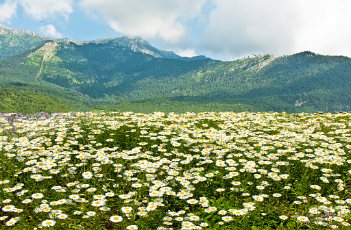 Summer landscape with hills and meadow with camomiles (daisies).