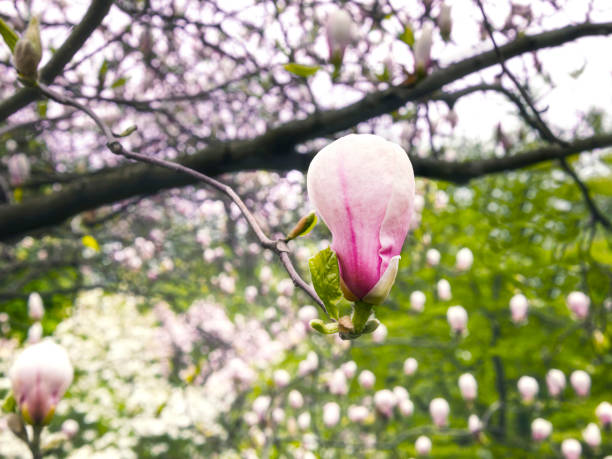 A pink magnolia flower bud on a tree branch, close-up view. Beautiful petals, natural floral background.