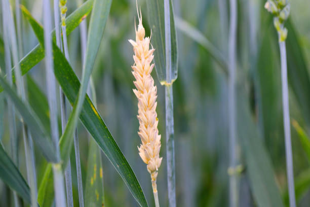 white wheat ear, chlorosis caused by a pest (cnephasia) that overbites the stalk. an ear different from others in the crop field. - wheat winter wheat cereal plant spiked стоковые фото и изображения