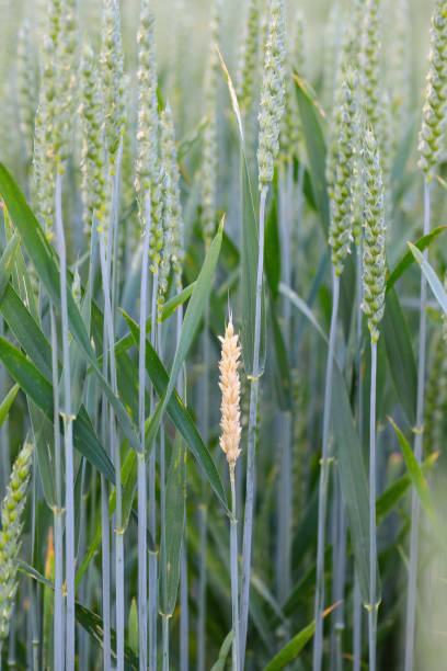 white wheat ear, chlorosis caused by a pest (cnephasia) that overbites the stalk. an ear different from others in the crop field. - wheat winter wheat cereal plant spiked fotografías e imágenes de stock