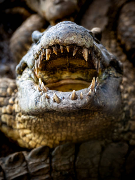 istock Cuban crocodiles ferocious open mouth revealing sharp teeth, poised to attack, capturing the raw essence of this carnivorous predator in action, a thrilling portrait of nature's aggression and beauty. 2053404240