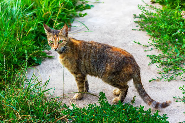 istock beautiful gray red kitty on the sidewalk among the green grass 2053423751