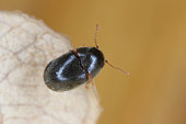 Mesocoelopus niger a tiny and rare beetle in the family Anobiidae, Ptinidae. Its larvae develop in the dry twigs of ivy (Hedera helix).