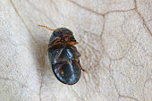 Mesocoelopus niger a tiny and rare beetle in the family Anobiidae, Ptinidae. Its larvae develop in the dry twigs of ivy (Hedera helix).