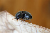 Mesocoelopus niger a tiny and rare beetle in the family Anobiidae, Ptinidae. Its larvae develop in the dry twigs of ivy (Hedera helix).