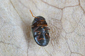 Mesocoelopus niger a tiny and rare beetle in the family Anobiidae, Ptinidae. Its larvae develop in the dry twigs of ivy (Hedera helix).