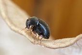 Mesocoelopus niger a tiny and rare beetle in the family Anobiidae, Ptinidae. Its larvae develop in the dry twigs of ivy (Hedera helix).