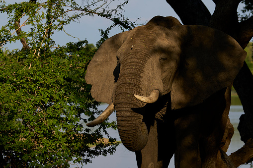 African Elephant on the Masai Mara, Kenya, Africa