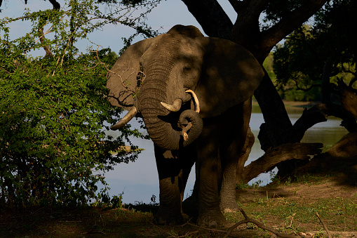 An elephant grazing in the Singita Wildlife reserve at sunset near the Kruger National Park.