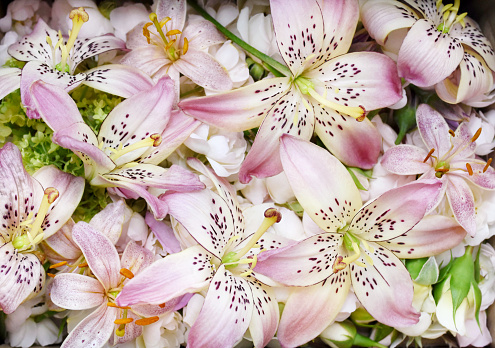 Delicate blooming festive light pink lilies (lilium flowers) with summer flowers, blossoming bright rose flower background, bouquet floral card, selective focus, shallow DOF