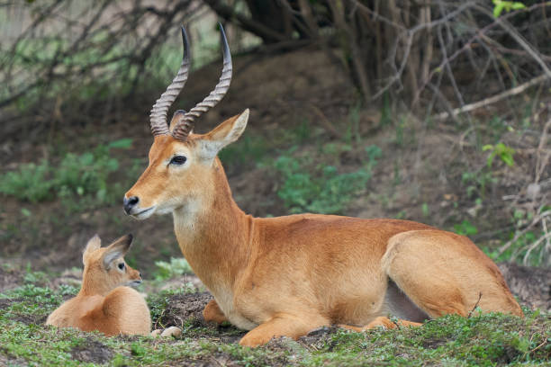 istock Male Puku and young 2053454692
