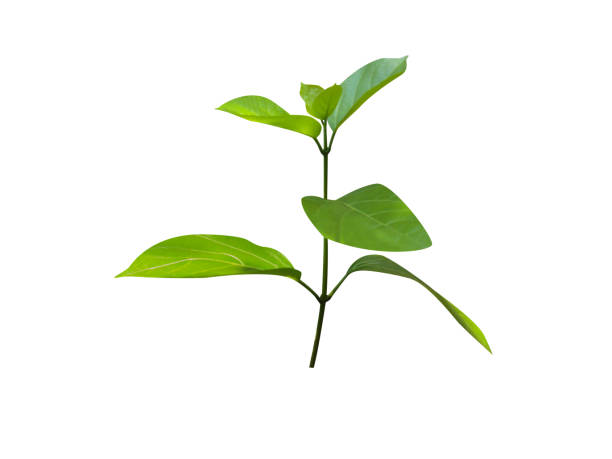 istock Premna serratifolia or ganikarika 2053457367