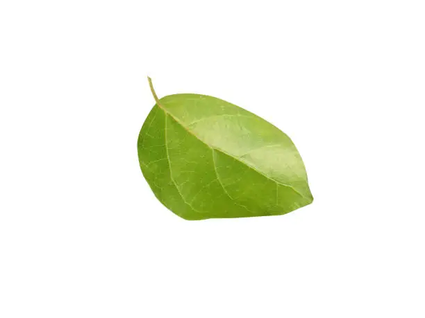 Premna serratifolia contain antioxidant diterpene and extensively used in Indian traditional medicine