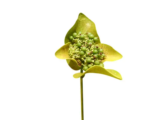 Premna serratifolia contain antioxidant diterpene and extensively used in Indian traditional medicine