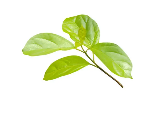 Premna serratifolia contain antioxidant diterpene and extensively used in Indian traditional medicine