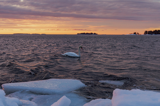 Swan on the sea during sunrise. White Swan in the sea water. Swan in winter swimming in the sea. Swan on the sea during sunset in Scandinavia.