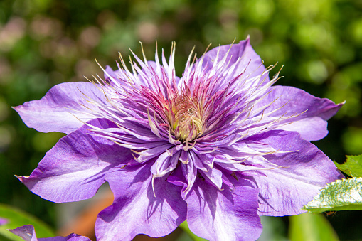 Pasqueflower, Pulsatilla, vulgaris is an early bloomer with beautiful flowers in blue and red.