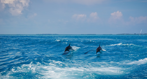 A dolphin family leaping out of the clear blue Maldivian waters.
