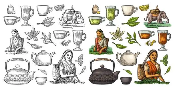 Vector illustration of Female tea pickers harvesting leaves, rider on elephant, lemon, cup.