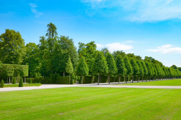 beautiful alley in the summer park