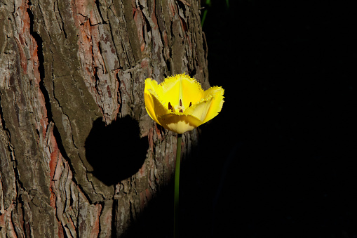 Tulip and pine. Bright yellow tulip on a thin green stem. Behind the pine table