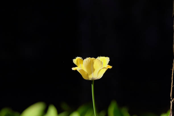 Close-up of yellow green tulips