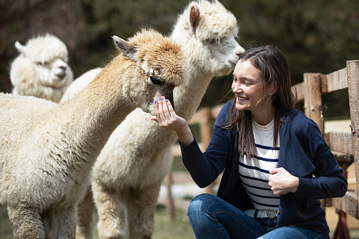 Young woman outdoors, feeding three white alpacas.