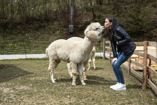 istock Woman and Her Alpaca 2053510622