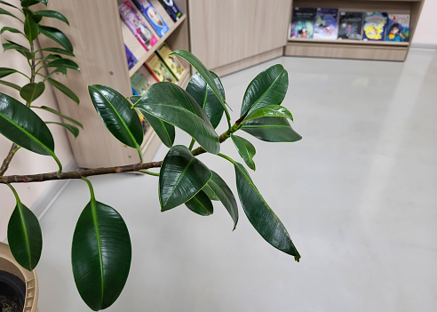 A beautiful green flower of rubber ficus. Modern indoor plants ficus elastic.