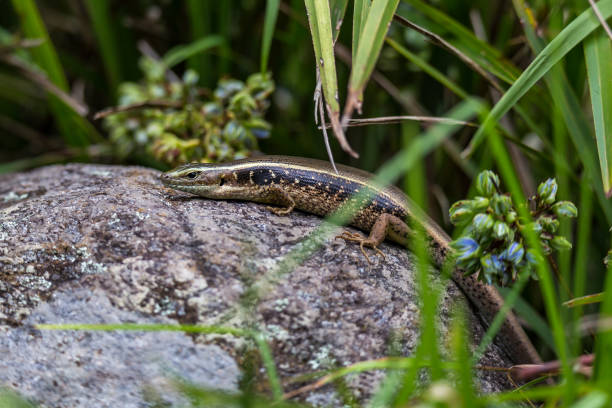 Tree Skink (Egernia striolata) Taking a Sun Bath on a Stone between Blades of Grass, Queensland, Australia Tree Skink (Egernia striolata) Taking a Sun Bath on a Stone between Blades of Grass, Queensland, Australia . egernia stock pictures, royalty-free photos & images