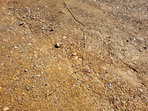 istock Thaumetopoea pityocampa the pine worm 2053519459