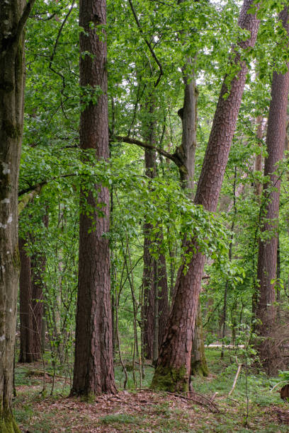 istock Deciduous stand with hornbeams and old pine trees 2053523617