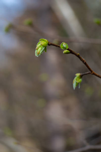 istock Green lilac buds on a branch on a blurred background 2053526796