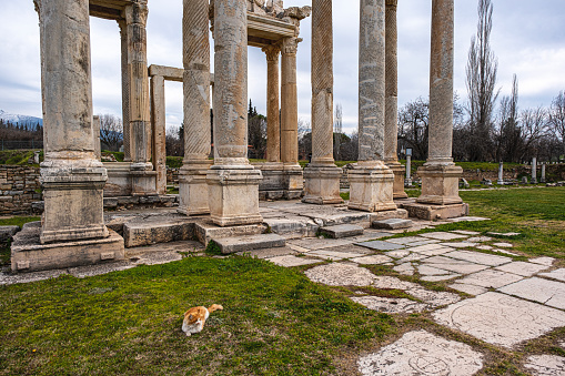 Scenic view of cat at Afrodisias which  was a small ancient  Hellenistic city in the Caria,  was named after Aphrodite, the Greek goddess of love in Aydın, Turkey