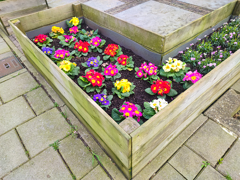 Decorative flower bed with multi colored primroses, also known as Primula.